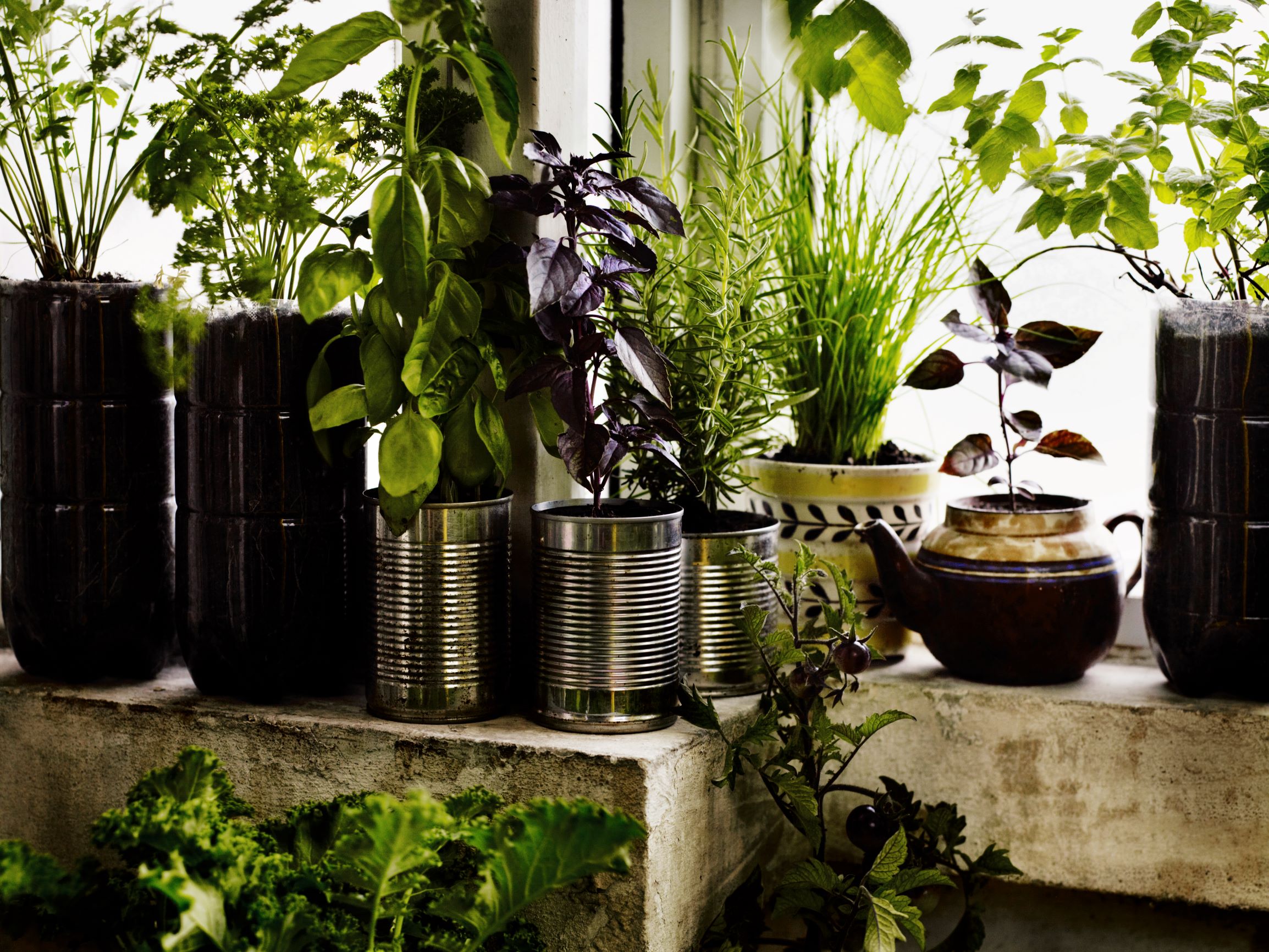 A small container herb garden. All pictures from Growing Fruit & Vegetables in Pots by Aaron Bertelsen