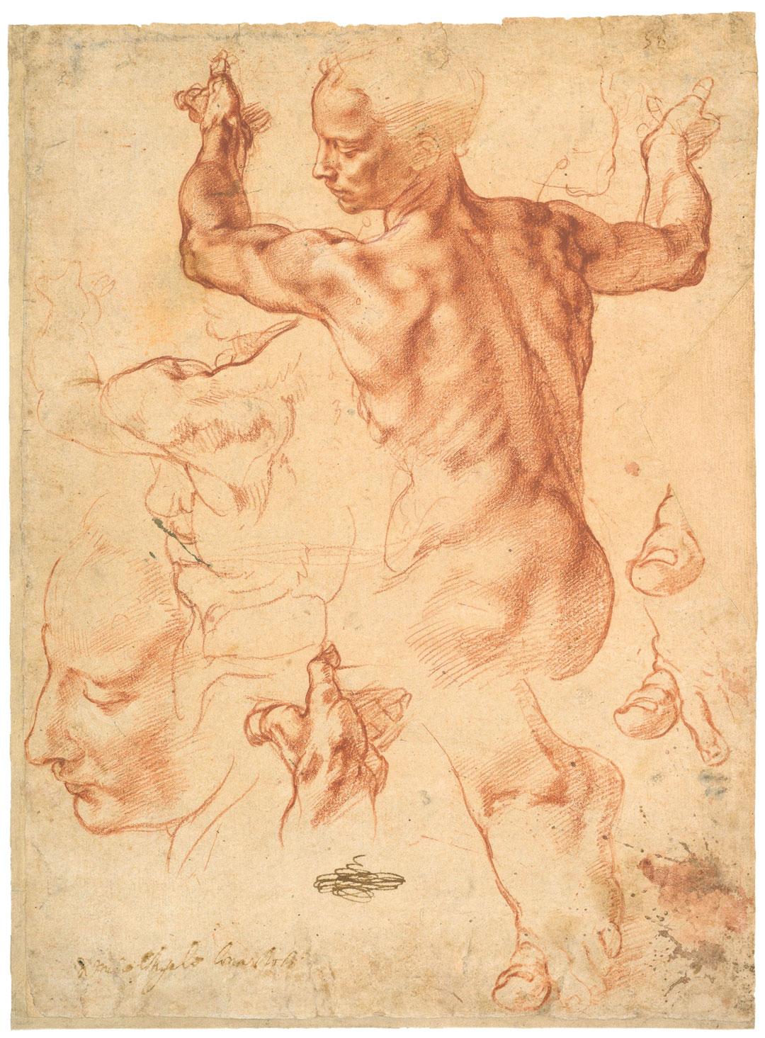Studies for the Libyan Sibyl, c.1510–11, Michelangelo