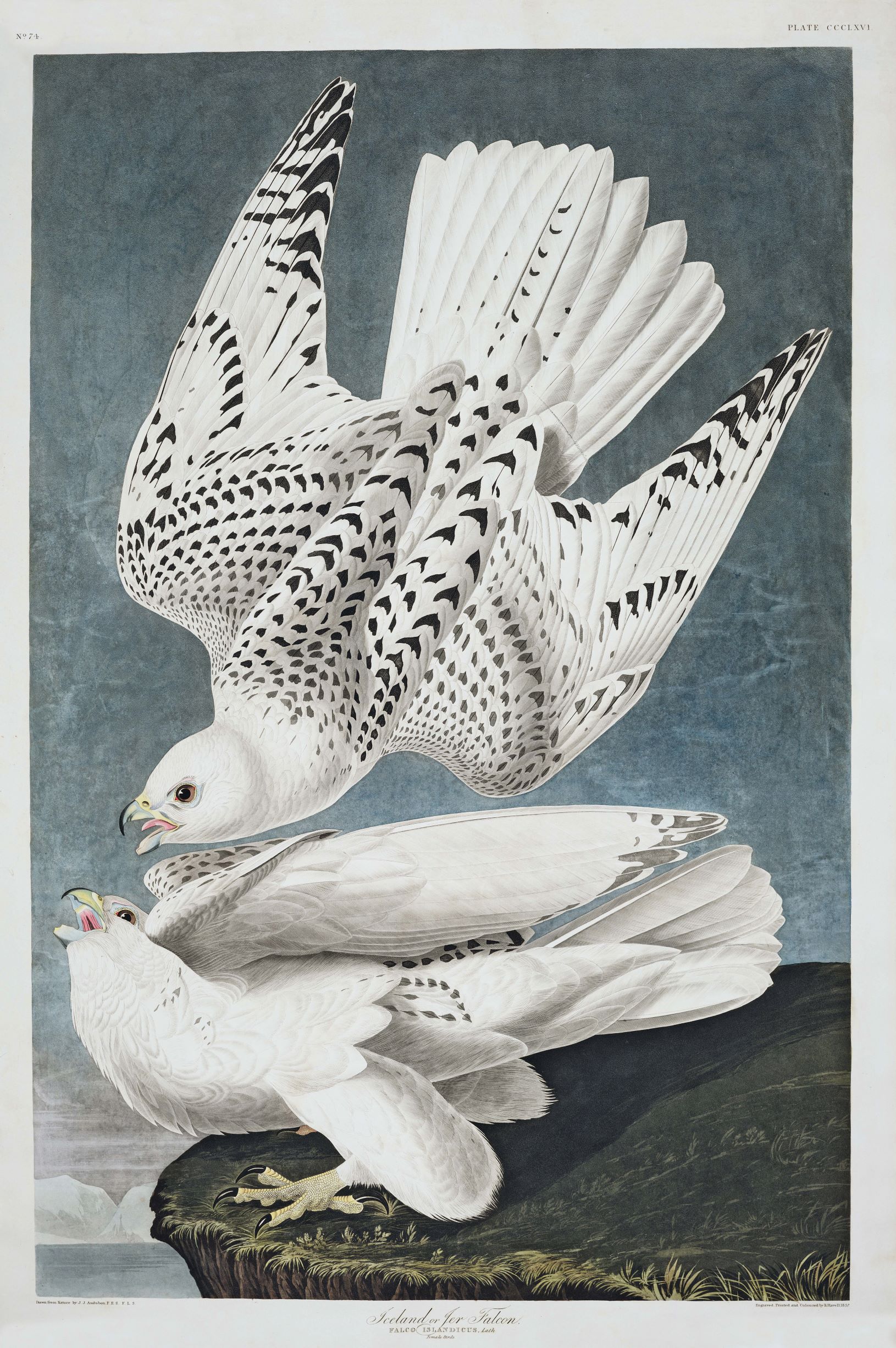John James Audubon, Iceland, Iceland, or Jer Falcon (Falco islandicus), plate 366 from Birds of America, 1837. From Animal