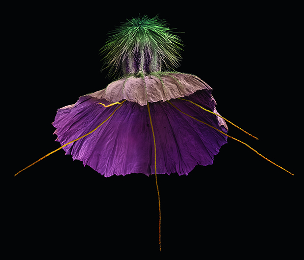 Scabiosa crenata. Fruit – diameter 7.2mm, 2013. Hand-coloured scanning electron micrograph (SEM), dimensions variable. Private collection. From Plant: Exploring the Botanical World