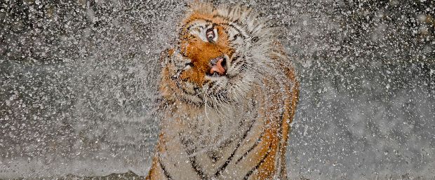 Indochinese tiger by Ashley Vincent, overall winner of National Geographic's 2012 photography competition