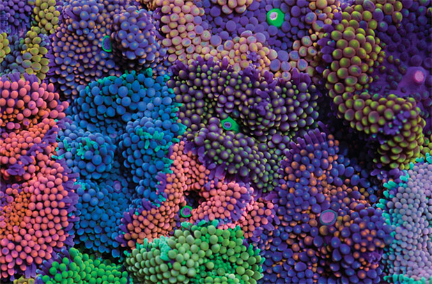 Coral images - Coral Morphologic