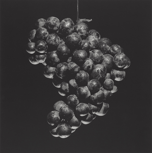 Grapes, 1985, by Robert Mapplethrope. Gelatin silver print Image: 38.5 x 38 cm (15 3/16 x 14 15/16 in.) Jointly acquired by the J. Paul Getty Trust and the Los Angeles County Museum of Art, with funds provided by the J. Paul Getty Trust and the David Geffen Foundation, 2011.7.20 © Robert Mapplethorpe Foundation