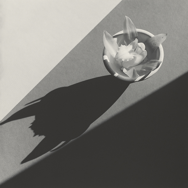 Orchid, 1987, by Robert Mapplethorpe. Gelatin silver print Image: 49.1 x 49.2 cm (19 5/16 x 19 3/8 in.) Gift of The Robert Mapplethorpe Foundation to the J. Paul Getty Trust and the Los Angeles County Museum of Art, 2012.52.23 © Robert Mapplethorpe Foundation
