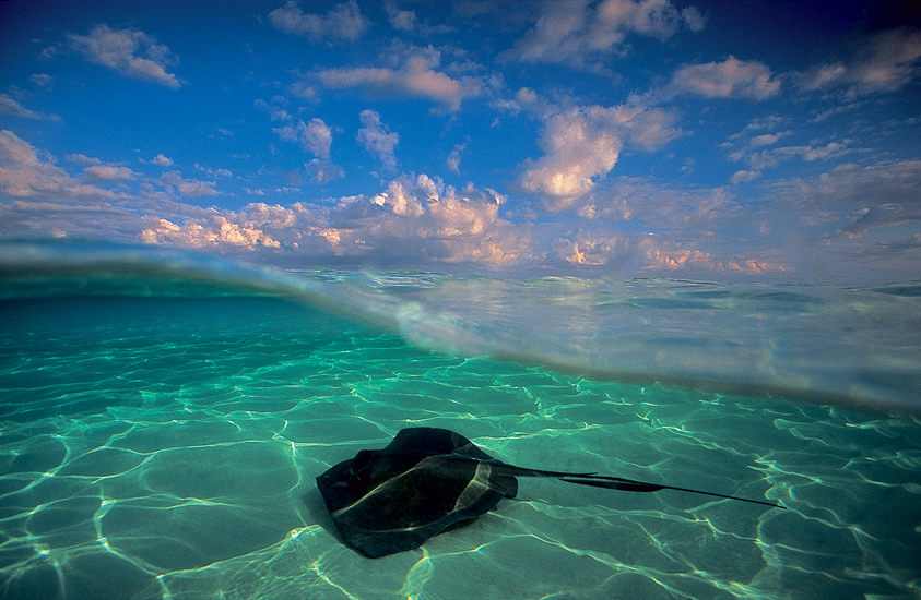 David Doubilet, Stingray in the late afternoon (1990), North Sound, Grand Cayman, West Indies