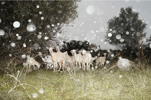 Almas - the rain is a handsome animal, January 2013 by Petros Koublis, from In Landscapes