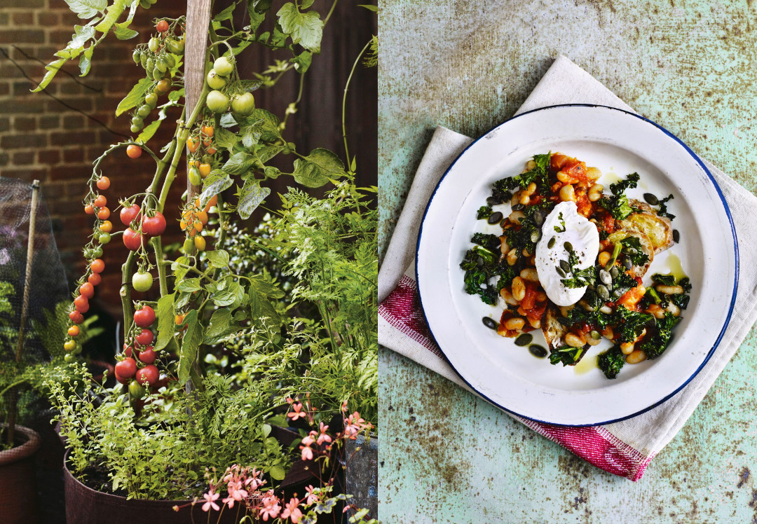 Tomatoes growing in a pot at Great Dixter, and cannelli beans on toast with crispy kale