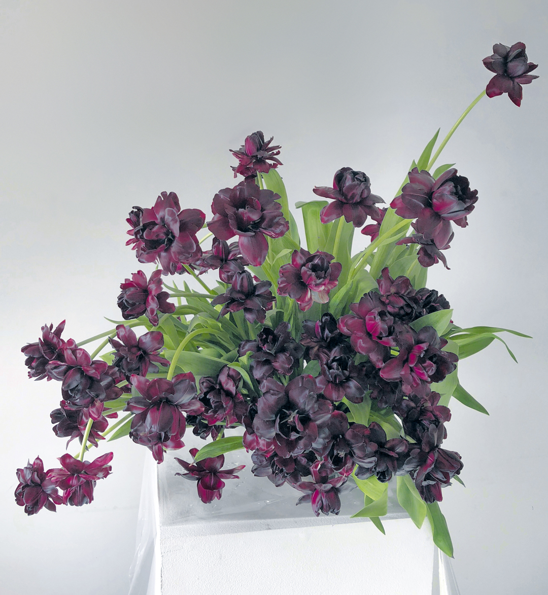 Arrangement of double-flowering ‘Black Hero’ tulips - Bold Oxlip