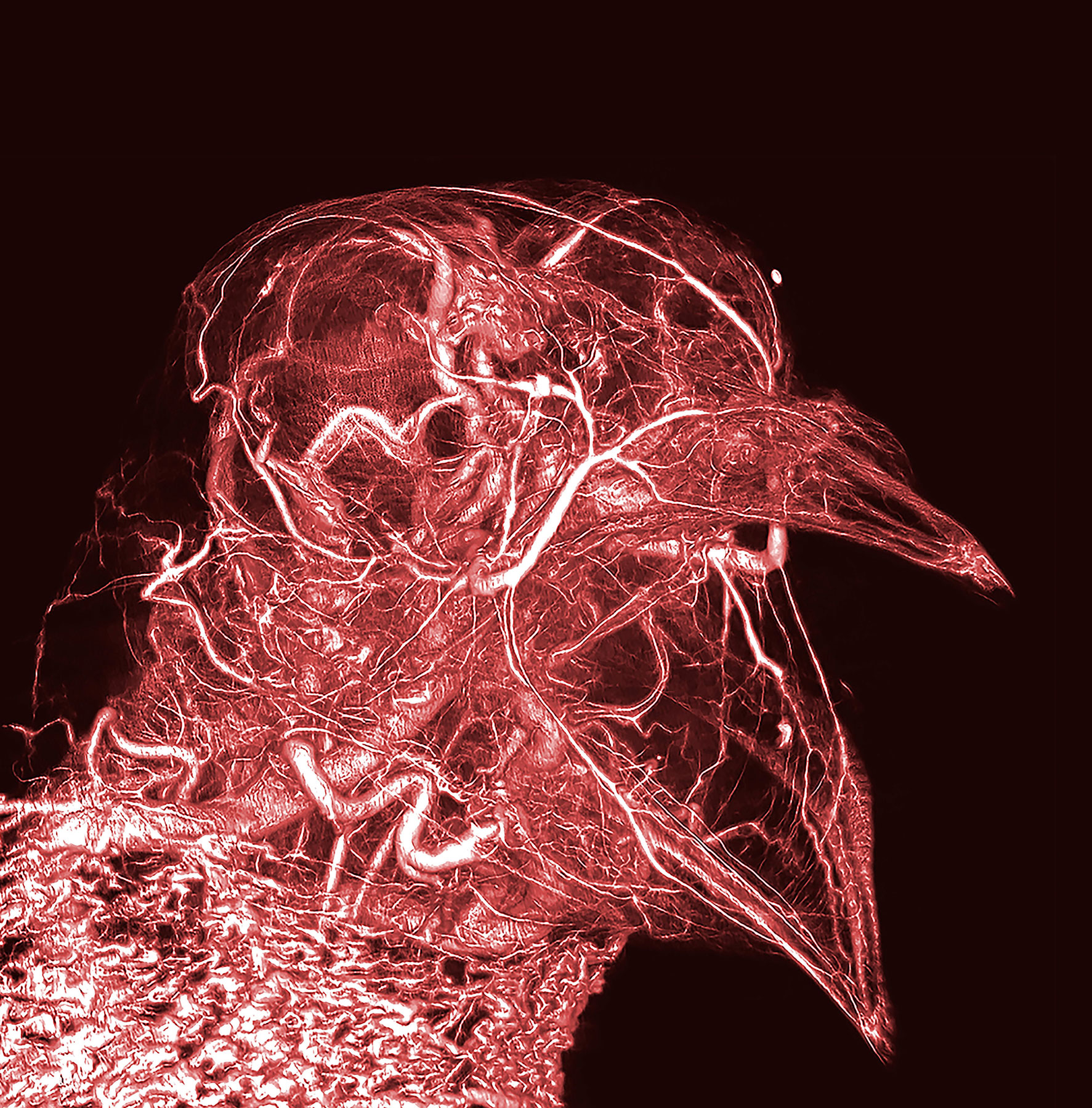 Microvasculature of a pigeon head 2017, Contrast-enhanced micro CT reconstruction - Dr. M. Scott Echols