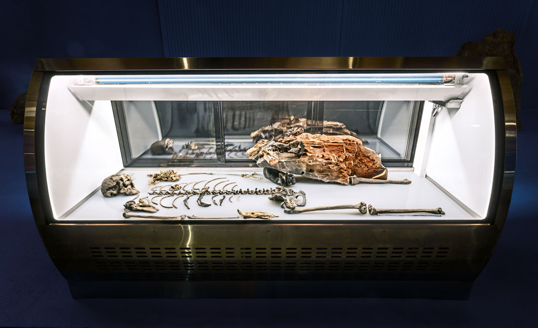 Adrián Villar Rojas, The Theatre of Disappearance, 2017. Freezer, white silicone, recreation of Homo Ergaster skeleton ‘Nariokotome Boy‘, cast of orangutan’s foot, octopus slice, cold cuts and banana peel (from Rinascimento, 2015), igneous rock, vanadinite crystal, mollusc shells, butterfly wings, dried fruits and vegetables, fungi, cake, hippocampus, collected in Los Angeles, Erfoud, Istanbul, Kalba, New York, Rosario and Turin, 210 x 82 x 120 cm.Installation view at the Geffen Contemporary