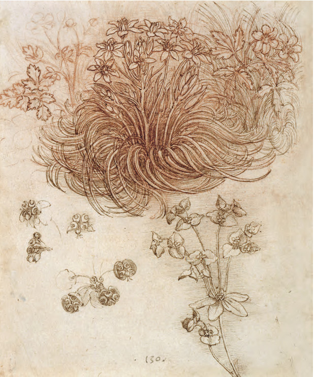 Star of Bethlehem (Ornithogalum umbellatum), wood anemone (Anemone nemorosa) and sun spurge (Euphorbia helioscopia), c.1505–10 Pen and ink with red chalk on paper, 19.8 × 16 cm / 7¾ × 6¼ in Royal Collection Trust, London