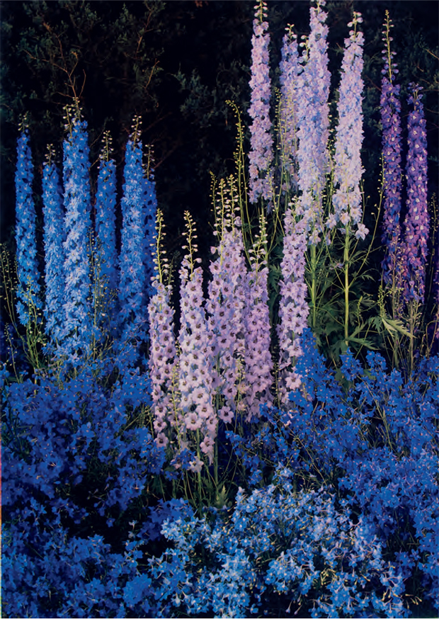 Delphiniums by Edward Steichen, 1940. Dye imbibition print, 33 °— 23.4 cm / 13 °— 91/4 in George Eastman Museum, Rochester, New York. From Plant