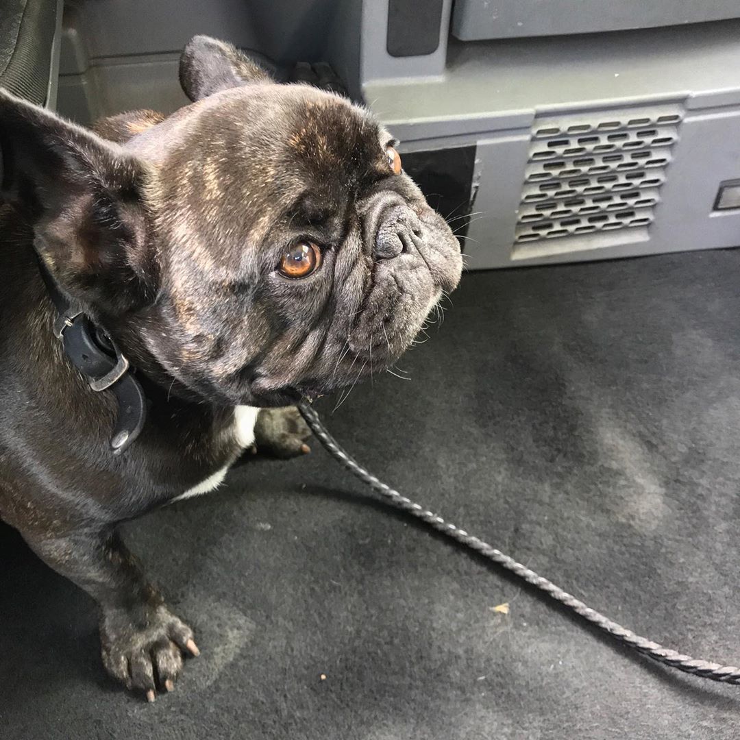 Max, the travelling French bulldog in a London cab, by Stephen Shore. Image courtesy of the photographer's Instagram