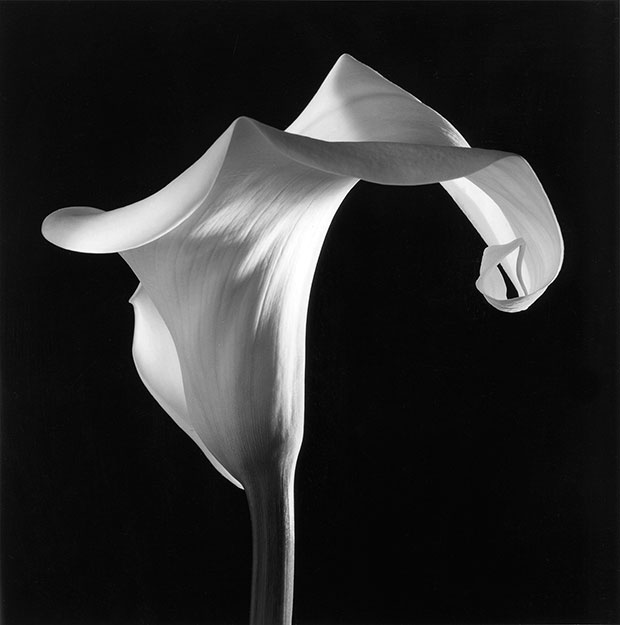 Robert Mapplethorpe - from the book Mapplethorpe Flora: The Complete Flowers 