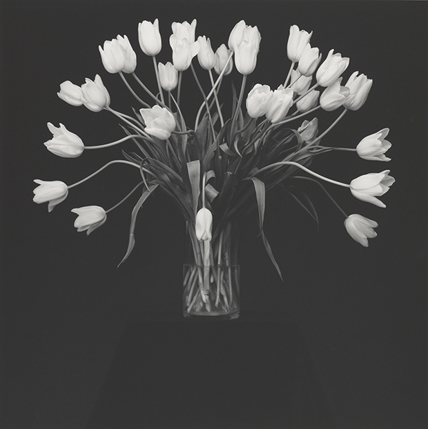 Tulips, 1988, by Robert Mapplethorpe. Gelatin silver print Image: 49.1 x 49 cm (19 5/16 x 19 5/16 in.) Gift of The Robert Mapplethorpe Foundation to the J. Paul Getty Trust and the Los Angeles County Museum of Art, 2012.52.27 © Robert Mapplethorpe Foundation