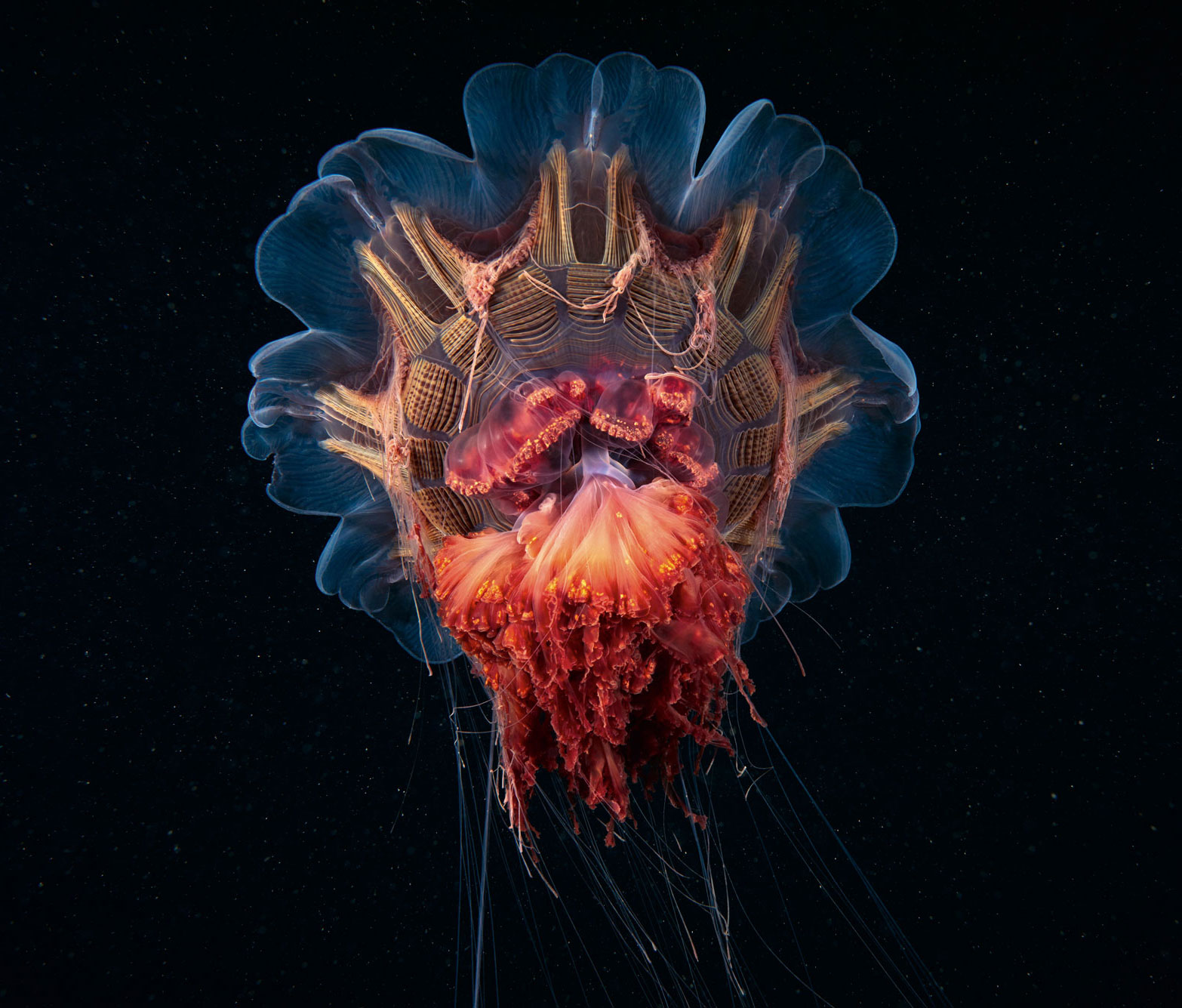 Lion’s Mane Jellyfish (Cyanea Capillata), 2015 by Alexander Semenov