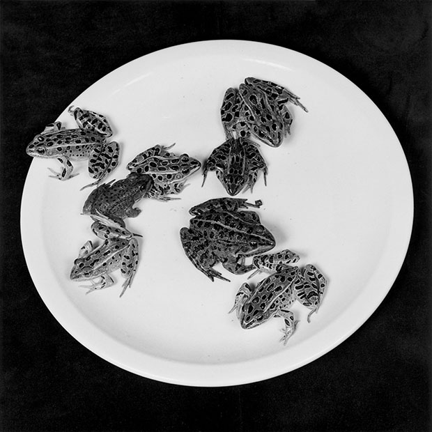 Frogs 1984 © Robert Mapplethorpe Foundation. Used by permission Courtesy Alison Jacques Gallery, London