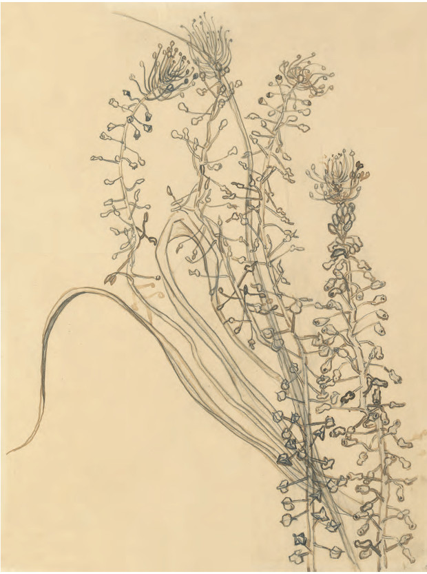 Vincent van Gogh, Tassel Hyacinth, (1889) Pencil, brush and ink on paper, 41.2 × 30.9 cm / 16¼ × 12¼ in Van Gogh Museum, Amsterdam. From Plant: Exploring the Botanical World